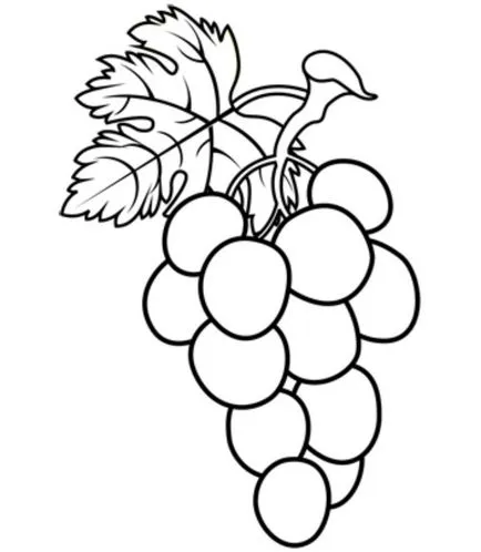 Зърната изготвят грозд