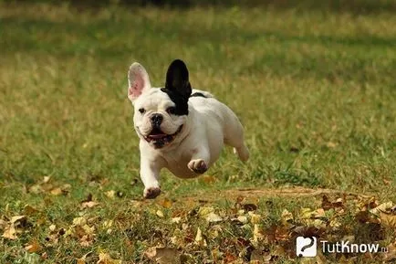 Francia bulldog jellege és leírása kutyafajták