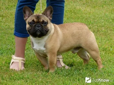 Francia bulldog jellege és leírása kutyafajták