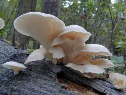 Foto și descrierea ciuperca Ganoderma dau seama care ciupercile cresc pe cioturi - viața mea