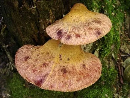 Foto și descrierea ciuperca Ganoderma dau seama care ciupercile cresc pe cioturi - viața mea