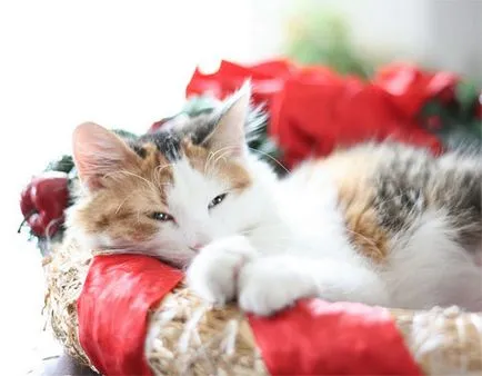 Fotografii de pisici de Crăciun