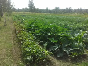 Este posibil să planteze castraveți lângă sfaturi de squash