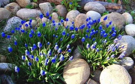 Muscari - de îngrijire și de plantare în teren deschis, fotografii de flori, tipuri și metode de reproducere