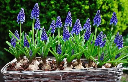 Muscari - de îngrijire și de plantare în teren deschis, fotografii de flori, tipuri și metode de reproducere