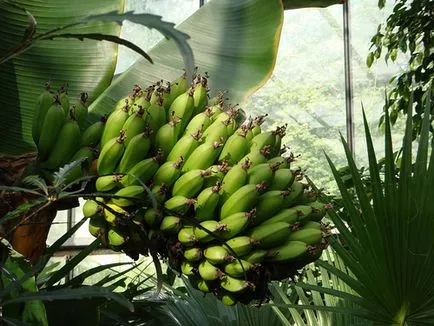 Възможно ли е да расте един банан у дома