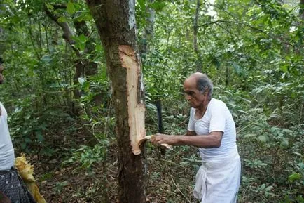 Narayanamurti - vindecator din India, care trateaza cancerul liber