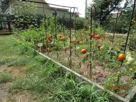 În plante cabana nu numai de ajutor ... perete, oferind secolul 21!