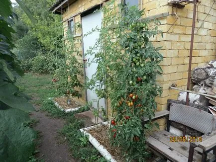 În plante cabana nu numai de ajutor ... perete, oferind secolul 21!