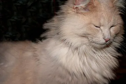  малко за това, защо котки и котки маркировка всички ваши любими котенца и котки ^ _ ^ 