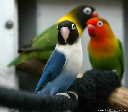 Lovebirds - a legpozitívabb között papagájok - 24 fotók - képek - fotók természetes világ