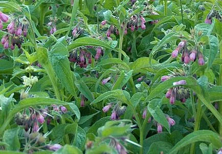 Tătăneasă (Larkspur) - cerere pentru îmbinările