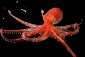 Octopus gyöngyök, gyöngyök, szövés és hímzés rendszerek üveggyöngyből