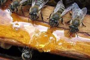 hrănire Toamna albinelor cu rețete termeni de sirop de zahăr