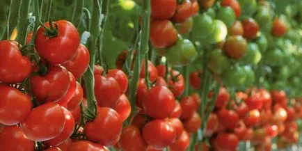 Caracteristicile de cultivare de tomate în sere din plastic