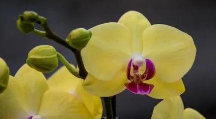 phalaenopsis orchidea