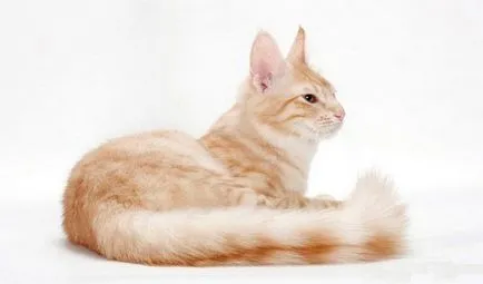 Leírás macskák tenyészteni Török angóra, a fotó és videó