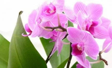 phalaenopsis orchidea