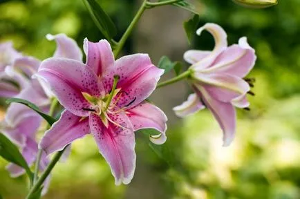 Jellemzők tavaszi ültetés liliom hely kiválasztását és ültető árnyalatok