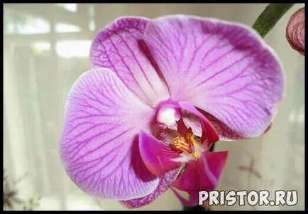 Orchid Phalaenopsis - грижи в дома, снимки