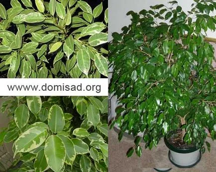 Основна грижа за Ficus в дома