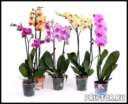 Orchid Phalaenopsis - грижи в дома, снимки