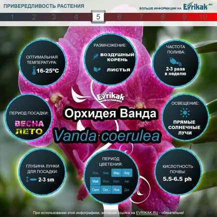 Cultivarea orhidee Vanda și îngrijire de la A la Z (Infographic)