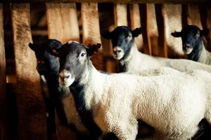 Sheep Romanov fajta történetét előfordulása, előnyök, hátrányok, tenyésztési és takarmányozási