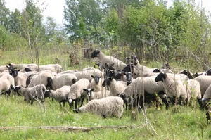 Sheep Romanov fajta történetét előfordulása, előnyök, hátrányok, tenyésztési és takarmányozási