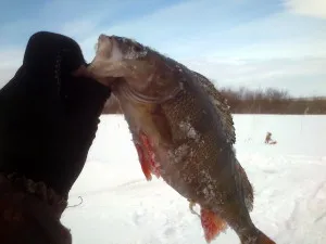 Chokarevo Lake - lacuri din regiunea Chelyabinsk