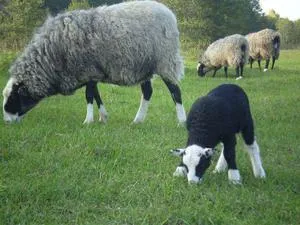 Sheep Romanov fajta történetét előfordulása, előnyök, hátrányok, tenyésztési és takarmányozási