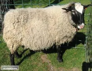 Sheep Romanov fajta történetét előfordulása, előnyök, hátrányok, tenyésztési és takarmányozási