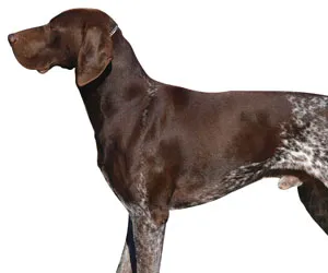 Ловни породи кучета - снимка, име, описание