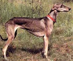 Vânătoare rase de câini - fotografie, numele, descrierea