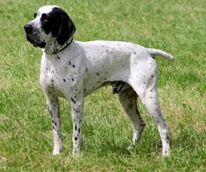 Ловни породи кучета - снимка, име, описание