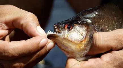 Piranha vagy hal Dél-Amerikában, az ötlet az utazási