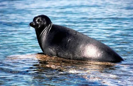 Lacul Baikal