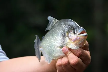 Piranha sau să pescuiască în America de Sud, ideea de călătorie