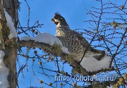 Vânătoare pentru cocoșul de mesteacăn (bucle)