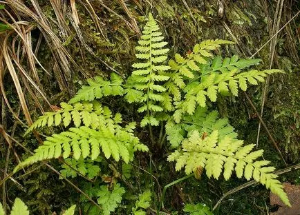 deal Fern