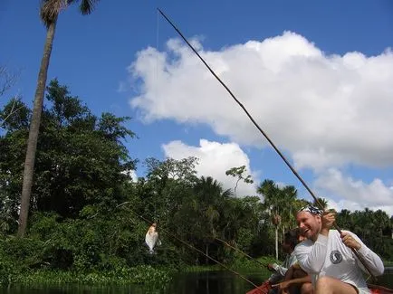 Piranha vagy hal Dél-Amerikában, az ötlet az utazási