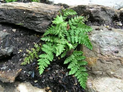 deal Fern