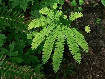 deal Fern