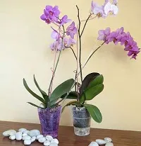 Пресаждат орхидея в нова стъклена кана, подправена съвети