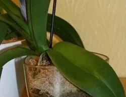 Repot egy orchidea egy új üveg pot, fűszerezett tanácsadás