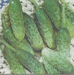 Ígéretes fajták és hibridek az uborka - Garden Szibériában