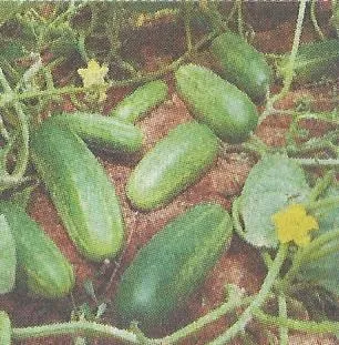 Ígéretes fajták és hibridek az uborka - Garden Szibériában