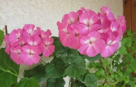 Zonal Pelargonium magról a kertben