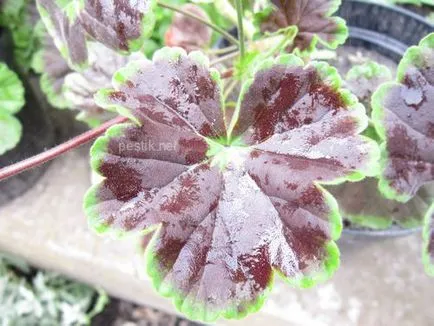 Zonal Pelargonium magról a kertben