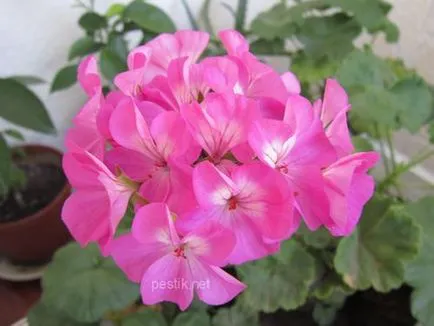 Zonal Pelargonium magról a kertben